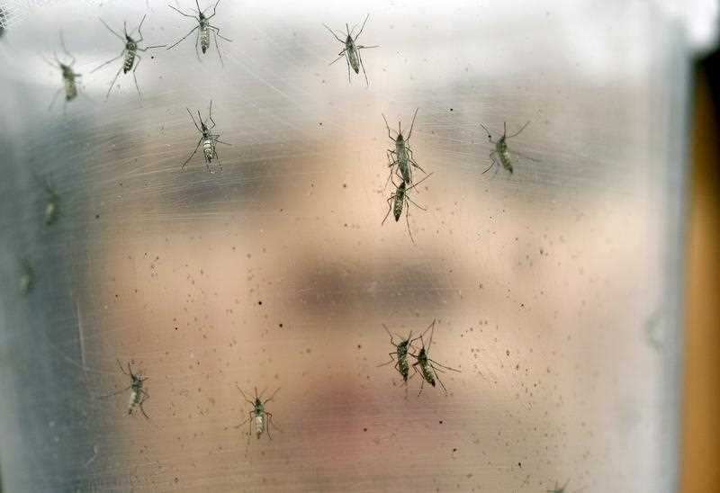 The Brazilian government announced it will direct funds to a biomedical research center to help develop a vaccine against the Zika virus linked to brain damage in babies. The Brazilian government announced it will direct funds to a biomedical research center to help develop a vaccine against the Zika virus linked to brain damage in babies.