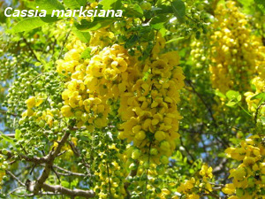 Cassia Marksiana Cassia Marksiana