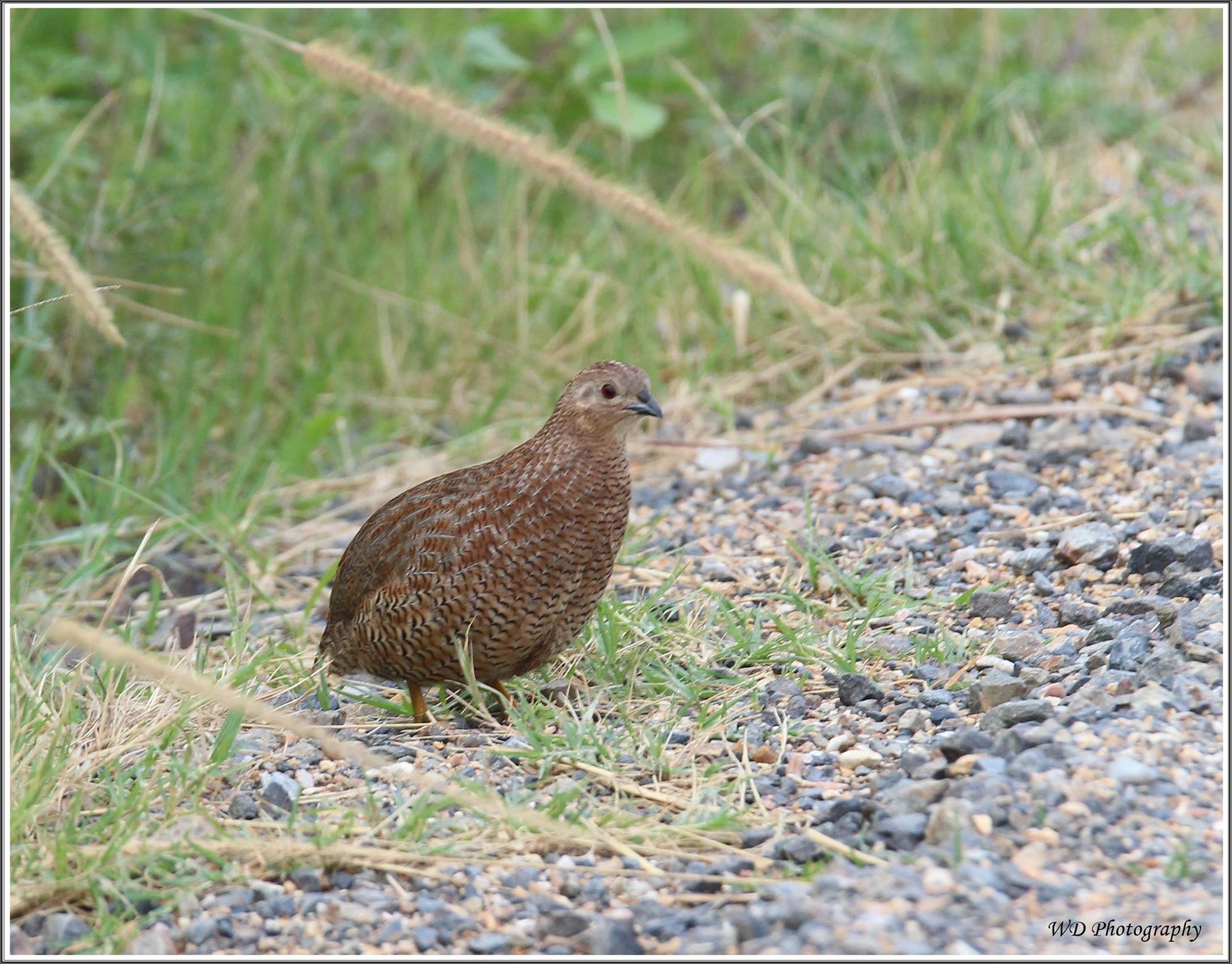 Wayne Day - A Beautiful little Brown Quail taken at South Ballina. A hard bird to get a photo of. Wayne Day - A Beautiful little Brown Quail taken at South Ballina. A hard bird to get a photo of.