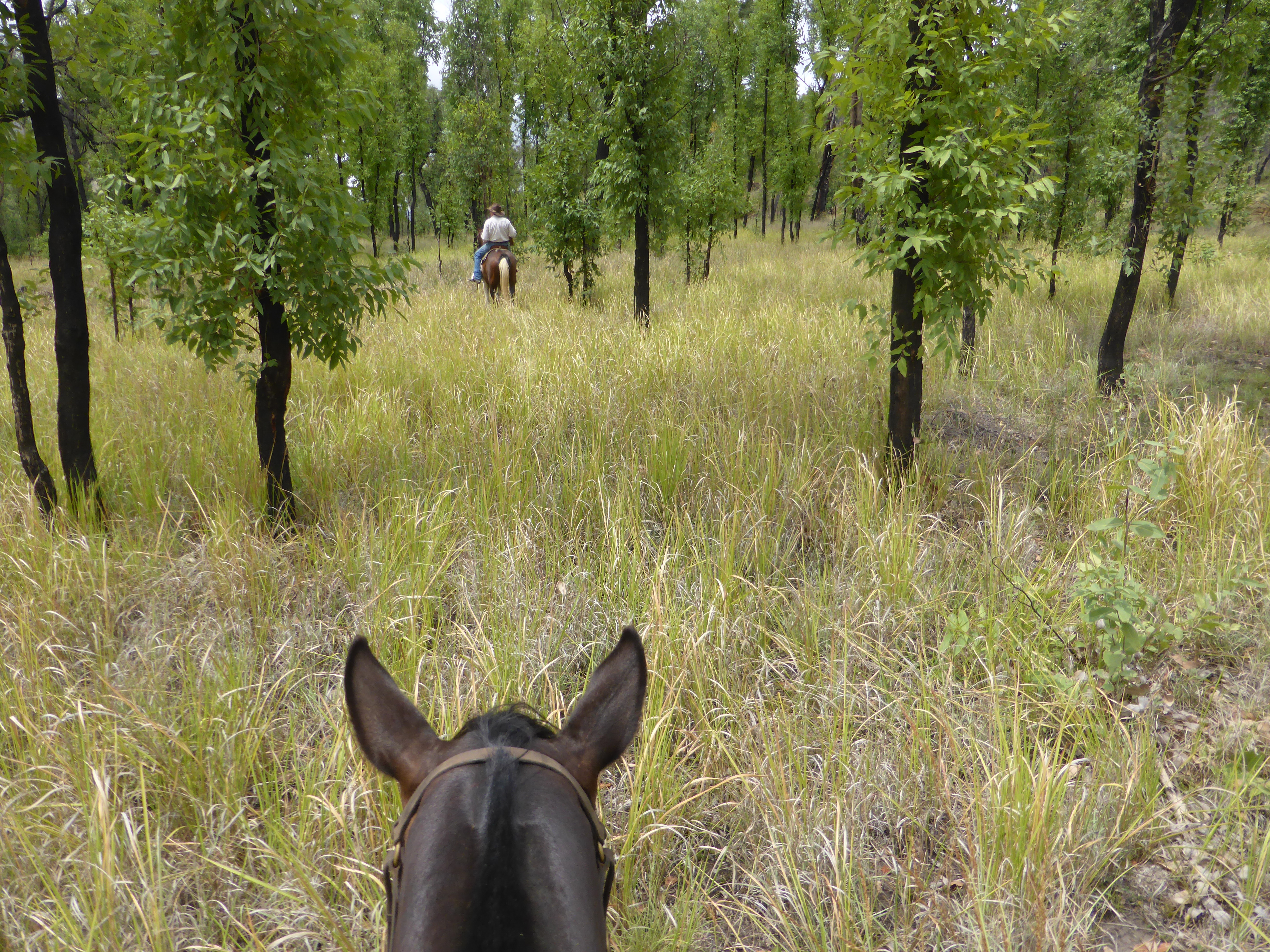 Hanna Mayne rides through her family's 36,000ha block of land, purchased in 1973. Hanna Mayne rides through her family's 36,000ha block of land, purchased in 1973.