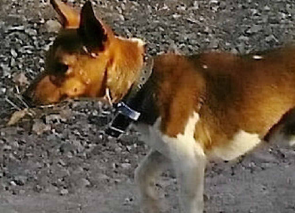 Mini Foxy, Reepa before he was attacked by a dingo Mini Foxy, Reepa before he was attacked by a dingo