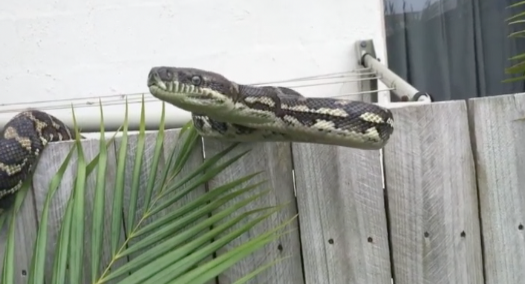 A Carpet Python didn't appreciate being captured in Currimundi this week. A Carpet Python didn't appreciate being captured in Currimundi this week.