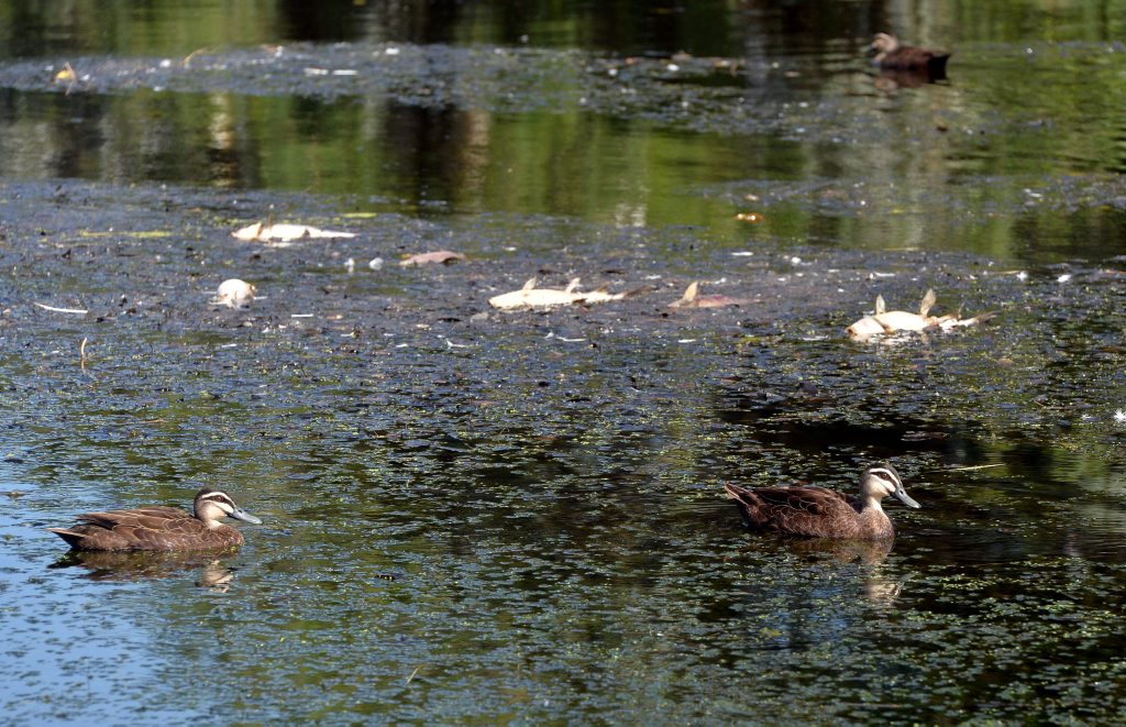 Dead fish in the Gooseponds Photo Tony Martin / Daily Mercury Dead fish in the Gooseponds Photo Tony Martin / Daily Mercury