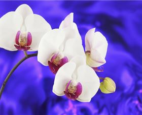 Winter Orchid Show Winter Orchid Show