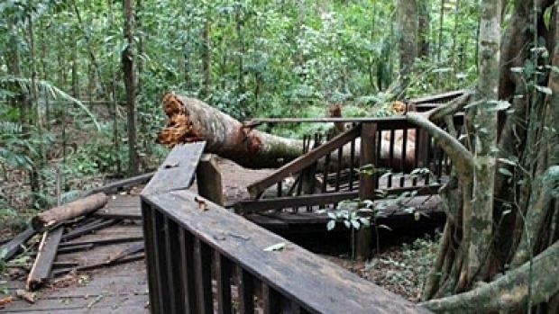 The Cathedral Fig Boardwalk in Far North Qld has been closed after being damaged. Photo: Queensland Government
The Cathedral Fig Boardwalk in Far North Qld has been closed after being damaged. Photo: Queensland Government