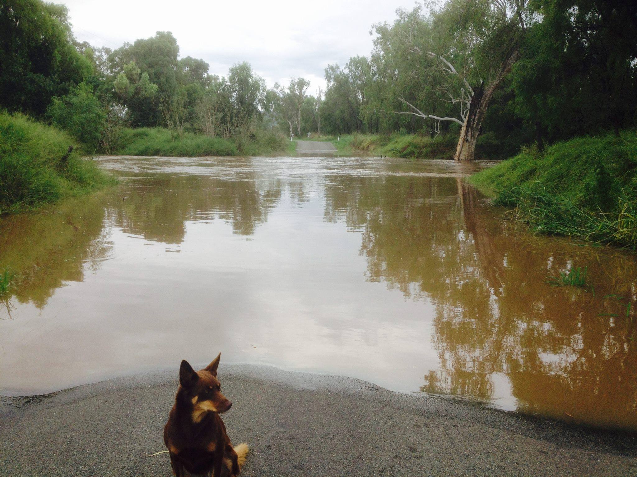 Kylie Rissman posted on Higgins Storm Chasers Facebook page of water over the Drumburle rd Thangool CQ - Grevillea creek 6:30am 5/2/16 Kylie Rissman posted on Higgins Storm Chasers Facebook page of water over the Drumburle rd Thangool CQ - Grevillea creek 6:30am 5/2/16
