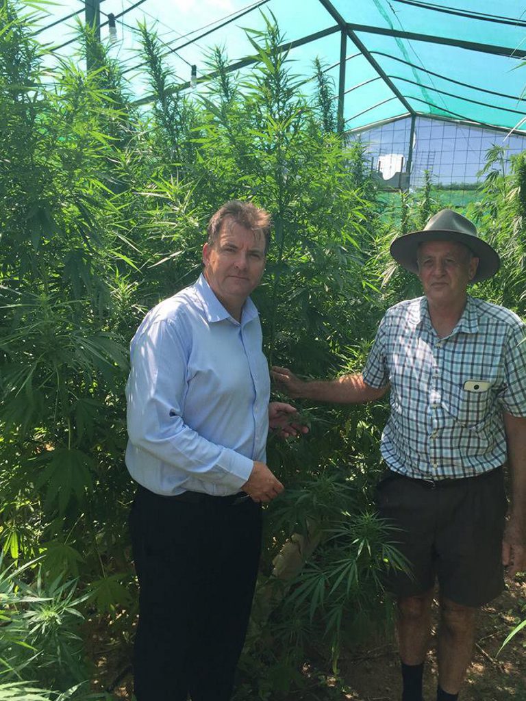 MEMBER for Burnett Stephen Bennett chats about the potential of exporting hemp. MEMBER for Burnett Stephen Bennett chats about the potential of exporting hemp.