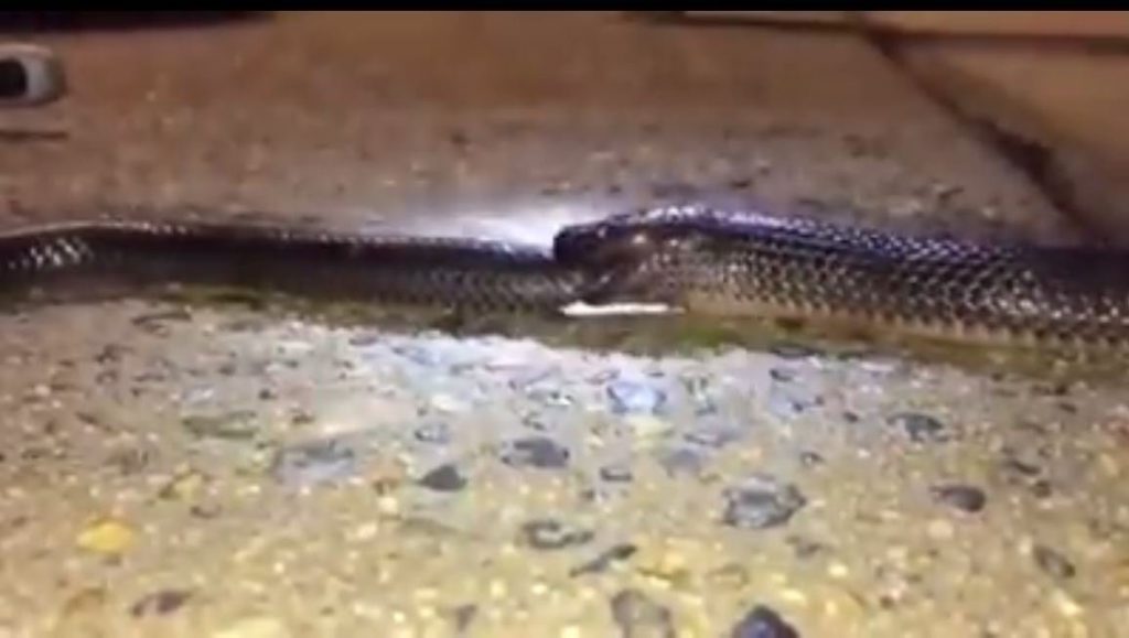 A small eyed snake eating another small eyed snake. A small eyed snake eating another small eyed snake.