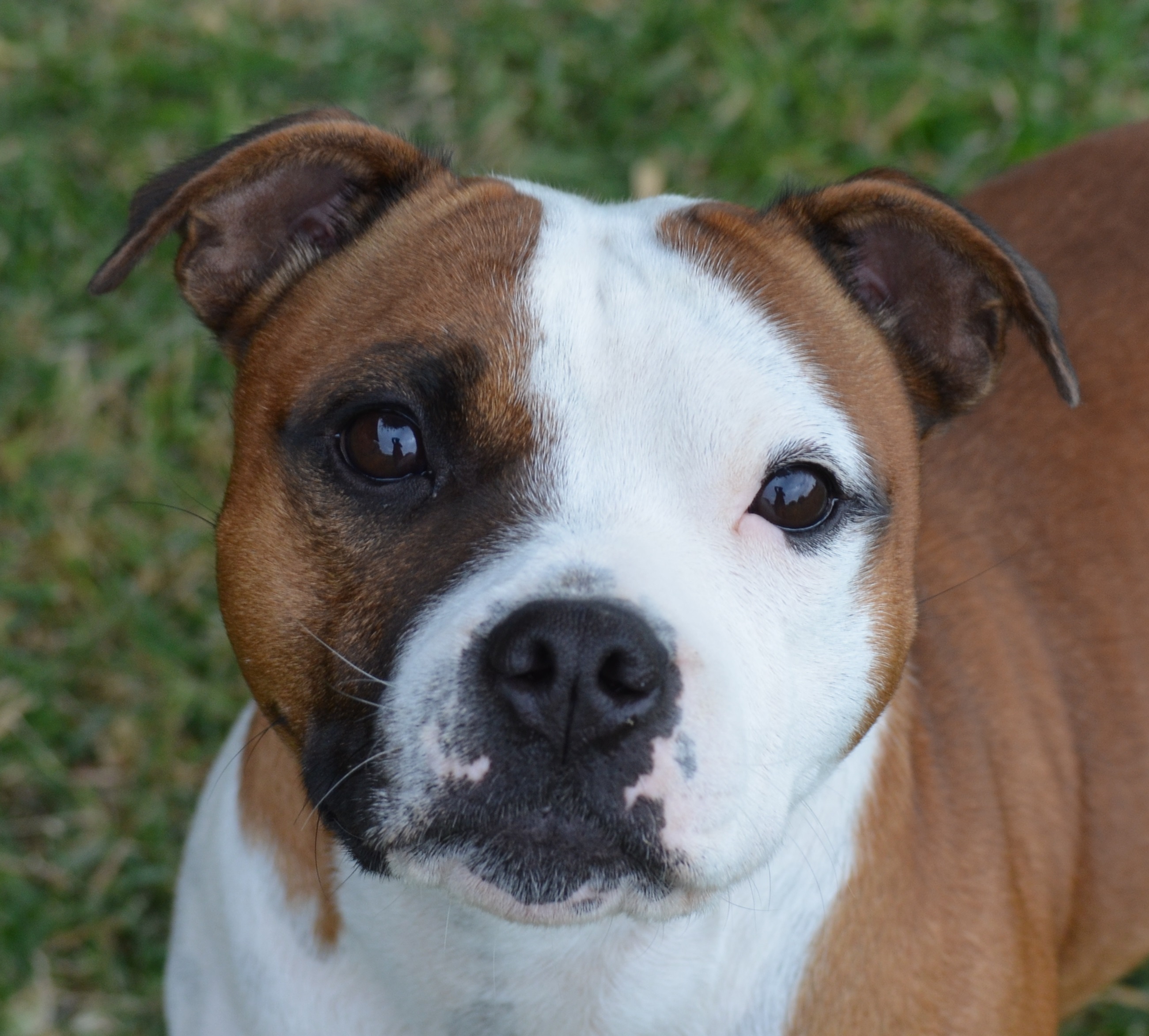 Staffordshire Bull Terrier Named Queensland’s Most Popular Dog in 2015