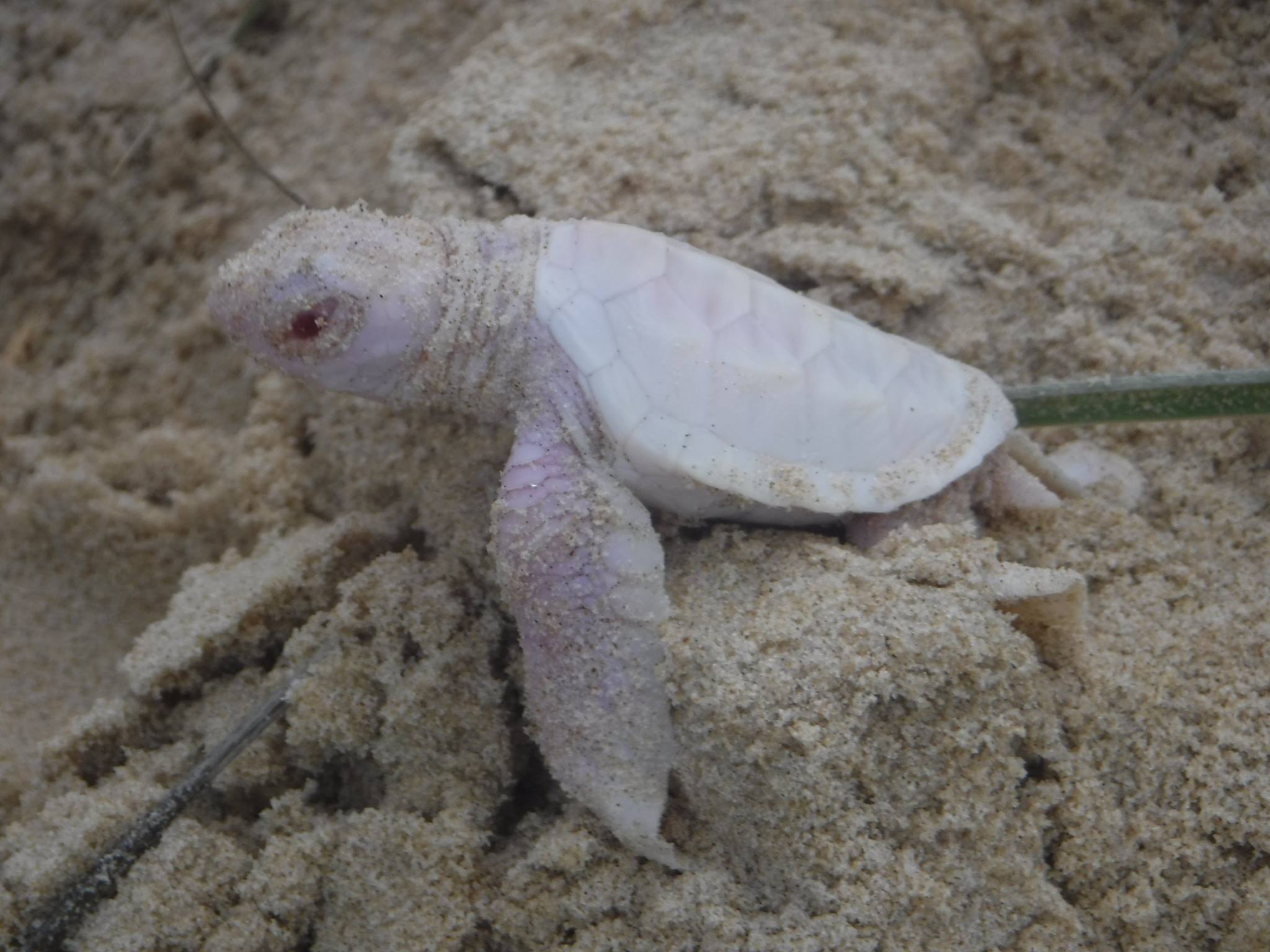 A rare albino turtle found on the Sunshine Coast. Photo: Adrienne Savage via Facebook A rare albino turtle found on the Sunshine Coast. Photo: Adrienne Savage via Facebook