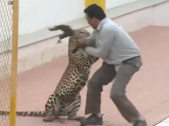 The eight-year-old male leopard injured six people. The eight-year-old male leopard injured six people.