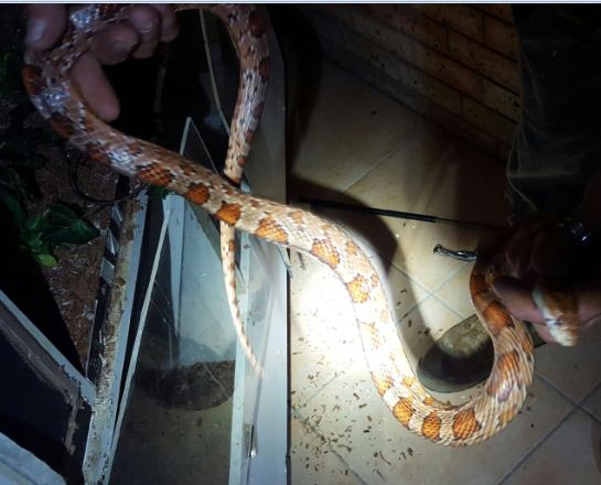 One of the four snakes found in the Helensvale residence. One of the four snakes found in the Helensvale residence.