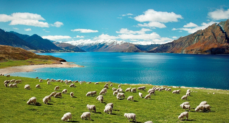 New Zealand has been named alongside Malta as one of the countries that uses its laws to New Zealand has been named alongside Malta as one of the countries that uses its laws to
