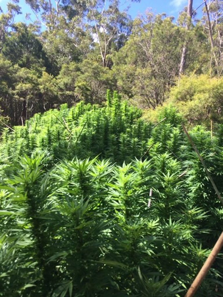 Over $1.5 million in cannabis plants have been seized by police during a four-day cannabis eradication program.Photo Contributed Over $1.5 million in cannabis plants have been seized by police during a four-day cannabis eradication program.Photo Contributed