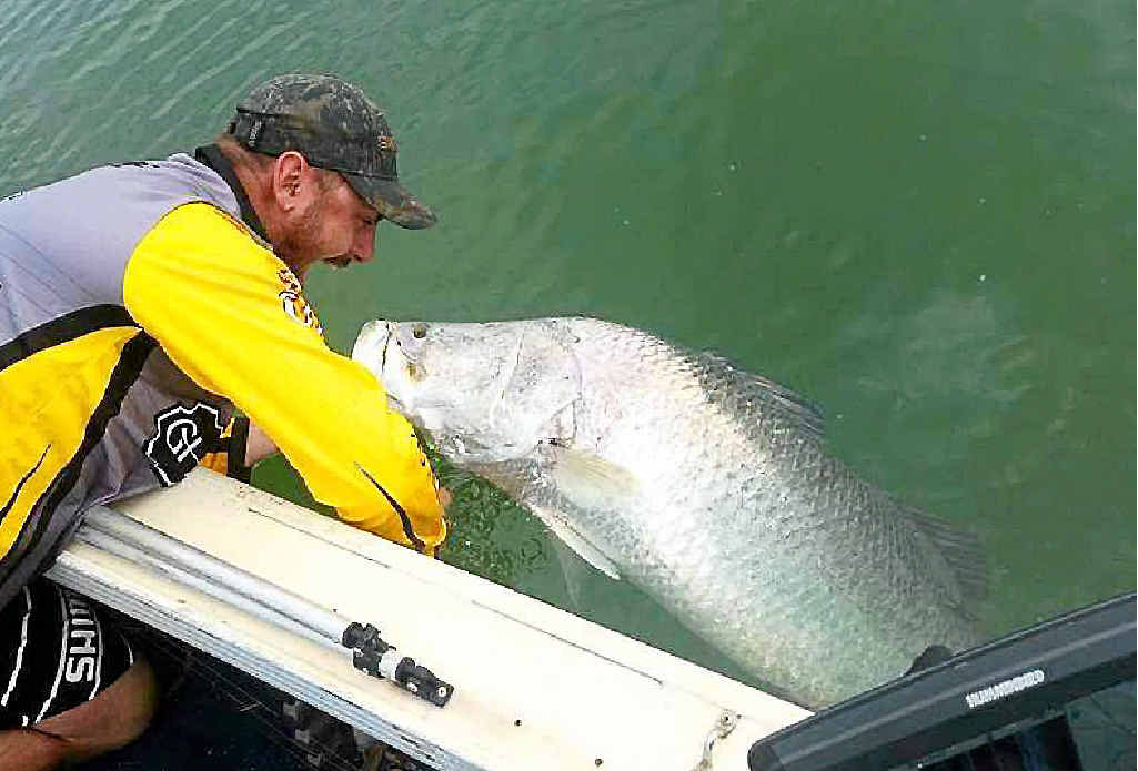 THIS BIG: David Rapley catches a massive 132cm barra in the Fitzroy River. THIS BIG: David Rapley catches a massive 132cm barra in the Fitzroy River.