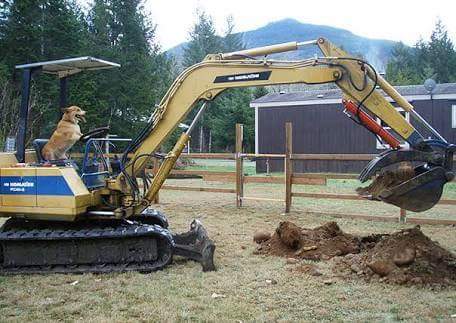 Ashley Walker: I am giving away my dog. He is much loved but he needs to go as he keeps digging holes and it is getting quite dangerous. Picture of dog provided. Ashley Walker: I am giving away my dog. He is much loved but he needs to go as he keeps digging holes and it is getting quite dangerous. Picture of dog provided.