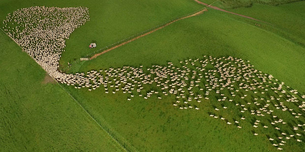 VIRAL: A still from photographer Tim Whittaker's video of Hawke's Bay sheep, receiving international attention online. VIRAL: A still from photographer Tim Whittaker's video of Hawke's Bay sheep, receiving international attention online.