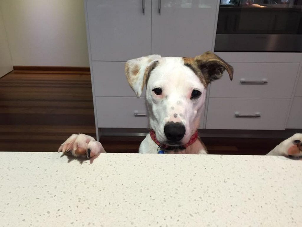 LOVE AT FIRST SIGHT: Rescue pets of the Fraser Coast