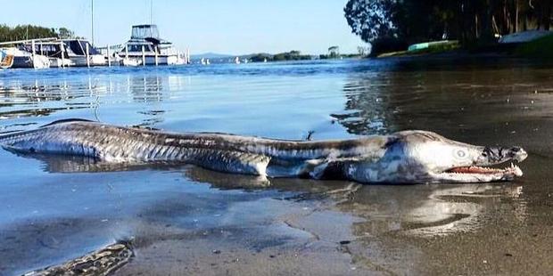 An expert says the creature appears to be a nocturnal pike eel. An expert says the creature appears to be a nocturnal pike eel.
