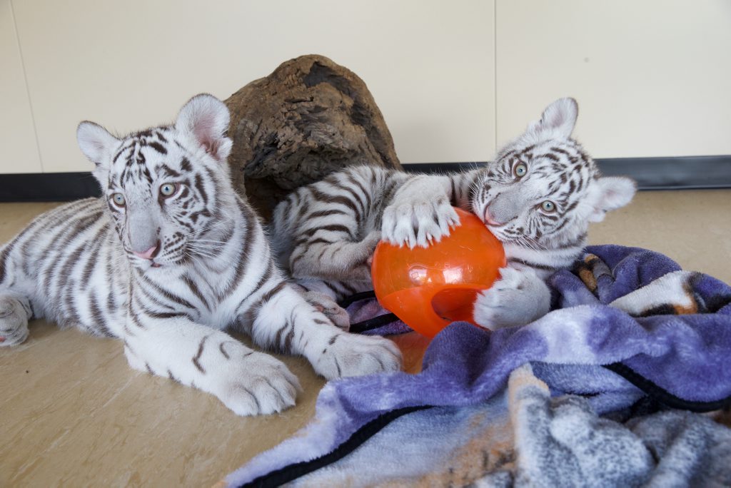 Dreamworld's newest tiger cubs are lapping up the attention. Dreamworld's newest tiger cubs are lapping up the attention.