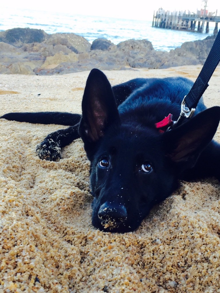 Hendrix the police-dog-in-training Hendrix the police-dog-in-training
