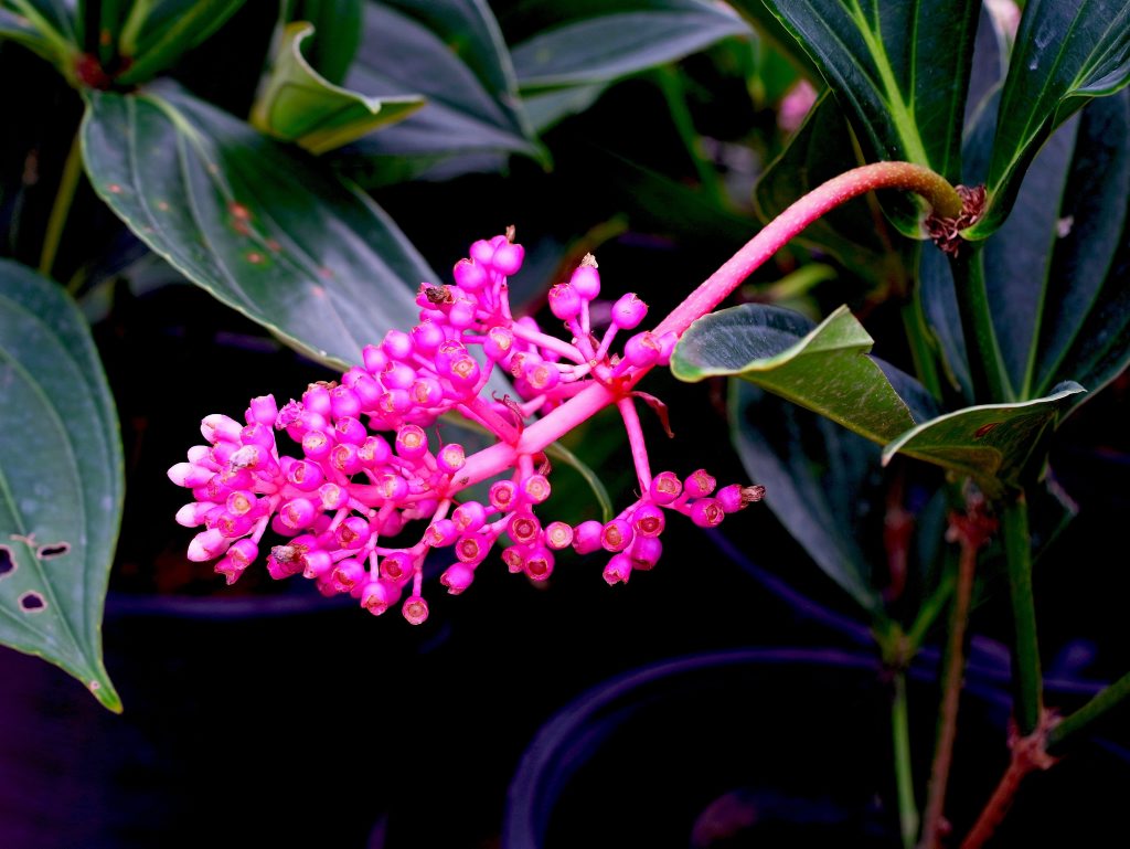 Medinillas are grown for their spectacular cascading clusters of pink flowers. Medinillas are grown for their spectacular cascading clusters of pink flowers.
