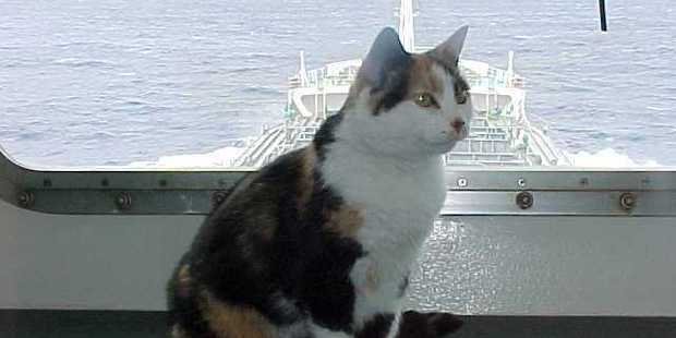 A photo of Colin's at sea, sent by staff on the tanker. Photo: supplied / NZ Herald A photo of Colin's at sea, sent by staff on the tanker. Photo: supplied / NZ Herald