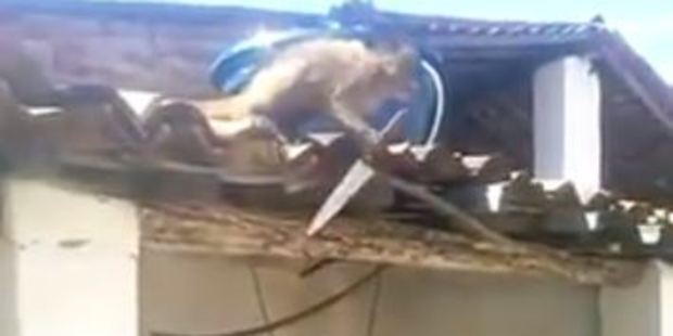 Video footage shows the monkey on a roof with a knife, indiscriminately stabbing at shingles. Video footage shows the monkey on a roof with a knife, indiscriminately stabbing at shingles.