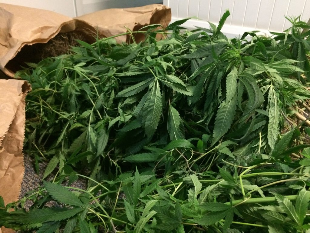 Police raided a Goodna house as part of a major cannabis bust across Brisbane. Police raided a Goodna house as part of a major cannabis bust across Brisbane.