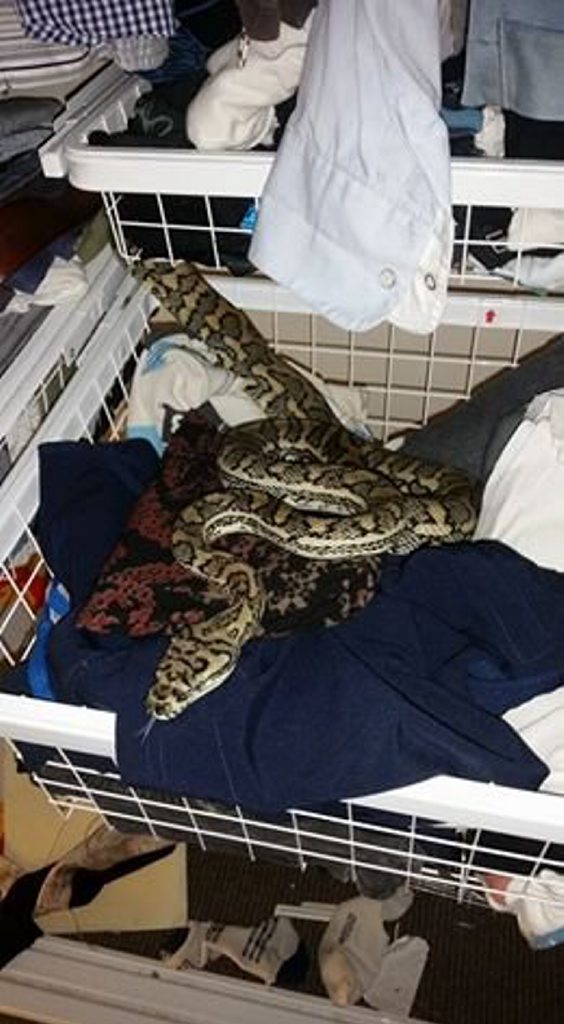 A Tewantin woman was bitten by a python on her way to the bathroom on Sunday night. A Tewantin woman was bitten by a python on her way to the bathroom on Sunday night.