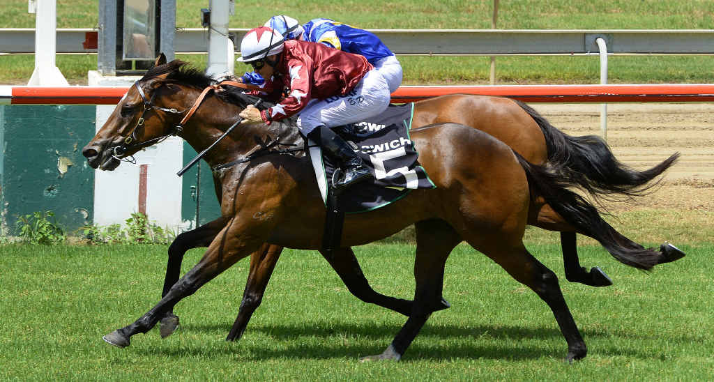 THRILLING FINISH: Skanda (number five) narrowly beats Jennifer Jupiter in the 150th Anniversary Ipswich Cup at the Bundamba Racetrack on Sunday. THRILLING FINISH: Skanda (number five) narrowly beats Jennifer Jupiter in the 150th Anniversary Ipswich Cup at the Bundamba Racetrack on Sunday.