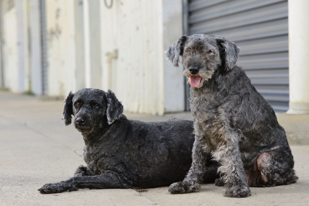 Image for sale: Hoggy (right) is a 21-year-old miniture poodle with his 15-year-old son Stanley. Photo: David Nielsen / The Queensland Times