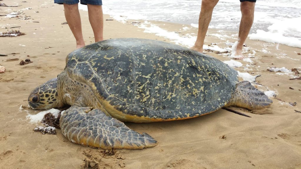 Rose is the largest green sea turtle that has been in the care of the Quoin Island Turtle Rehabilitation Centre, weighing in at 160kg. Photo Contributed Rose is the largest green sea turtle that has been in the care of the Quoin Island Turtle Rehabilitation Centre, weighing in at 160kg. Photo Contributed