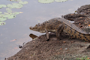 A crocodile on the course at the Palmer Sea Reef golf course in in Port Douglas Queensland. Photo / Facebook A crocodile on the course at the Palmer Sea Reef golf course in in Port Douglas Queensland. Photo / Facebook