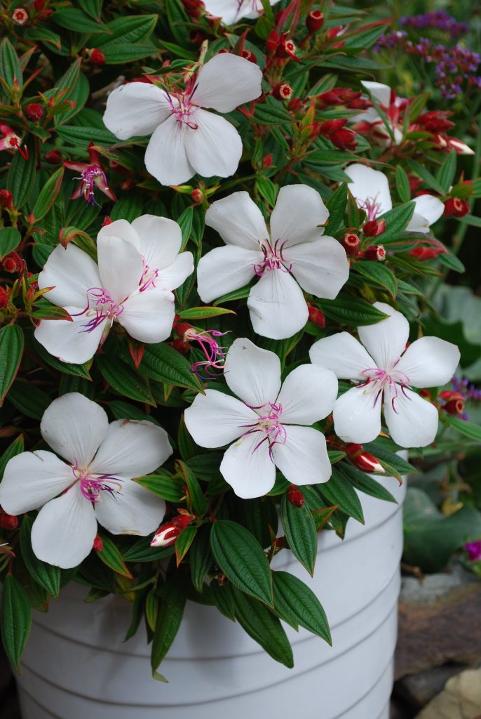 Peace Baby has gorgeous large white flowers with delicate pink stamens. Peace Baby has gorgeous large white flowers with delicate pink stamens.