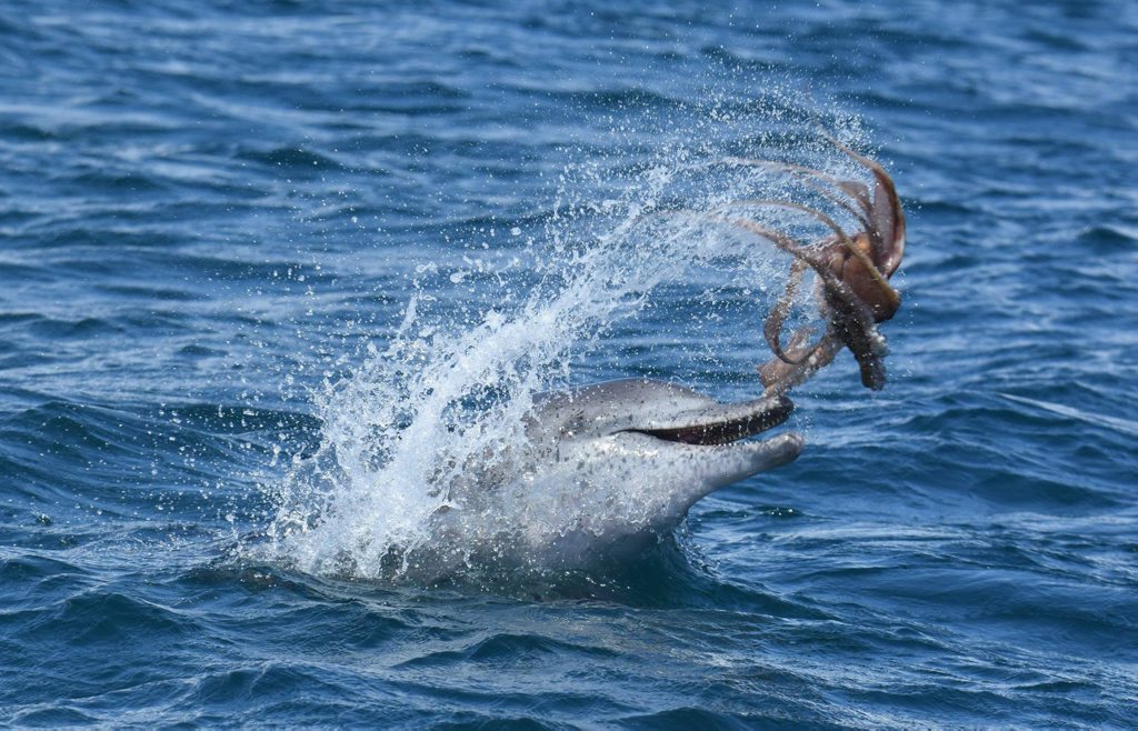 A photo obtained Friday, Feb. 26, 2016 of a dolphin flicking an octopus into the air in Mandurah, Western Australia, Sunday, Feb 21, 2016. The pictures, taken by PHD candidate Krista Nicholson, said the dolphins can occasionally being found doing an ?octopus toss?. (AAP Image/Krista Nicholson) NO ARCHIVING, EDITORIAL USE ONLY A photo obtained Friday, Feb. 26, 2016 of a dolphin flicking an octopus into the air in Mandurah, Western Australia, Sunday, Feb 21, 2016. The pictures, taken by PHD candidate Krista Nicholson, said the dolphins can occasionally being found doing an ?octopus toss?. (AAP Image/Krista Nicholson) NO ARCHIVING, EDITORIAL USE ONLY