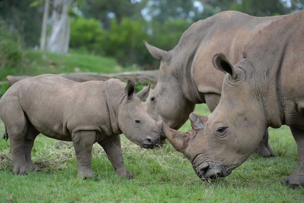 Humphrey the white rhino calf is bonding with the rhino family at Australia Zoo's African savannah. Humphrey the white rhino calf is bonding with the rhino family at Australia Zoo's African savannah.