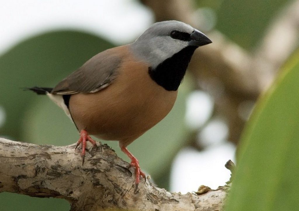 The black-throated finch. The black-throated finch.