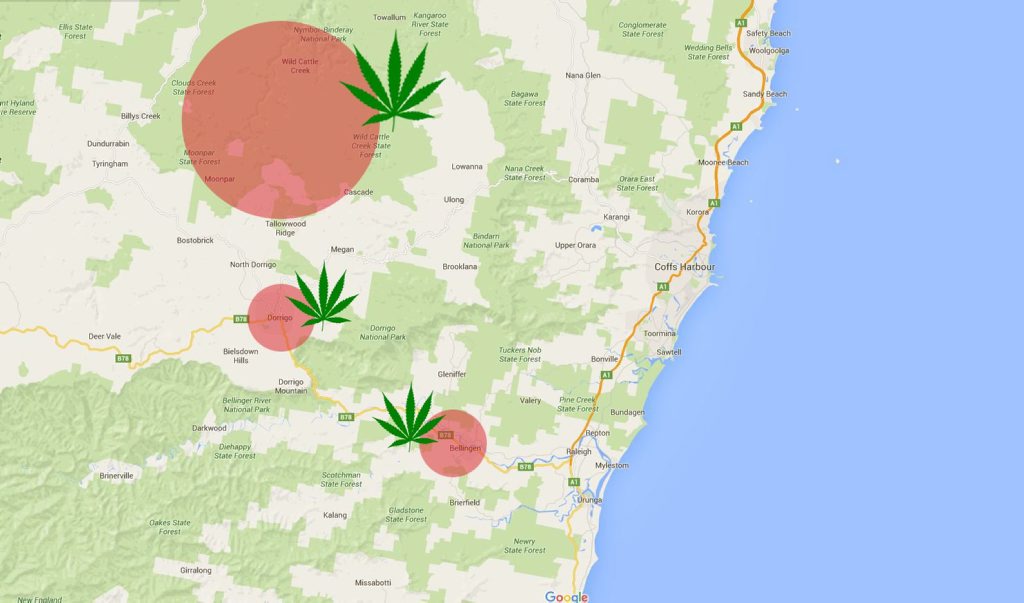 Coffs Clarence LAC Police and NSW Drug Squad seized 2617 plants worth $5.23 million from state forest and national parks around Bellingen, Dorrigo and Nymboida across the four day Strike Force Hyperion operation,. Coffs Clarence LAC Police and NSW Drug Squad seized 2617 plants worth $5.23 million from state forest and national parks around Bellingen, Dorrigo and Nymboida across the four day Strike Force Hyperion operation,.