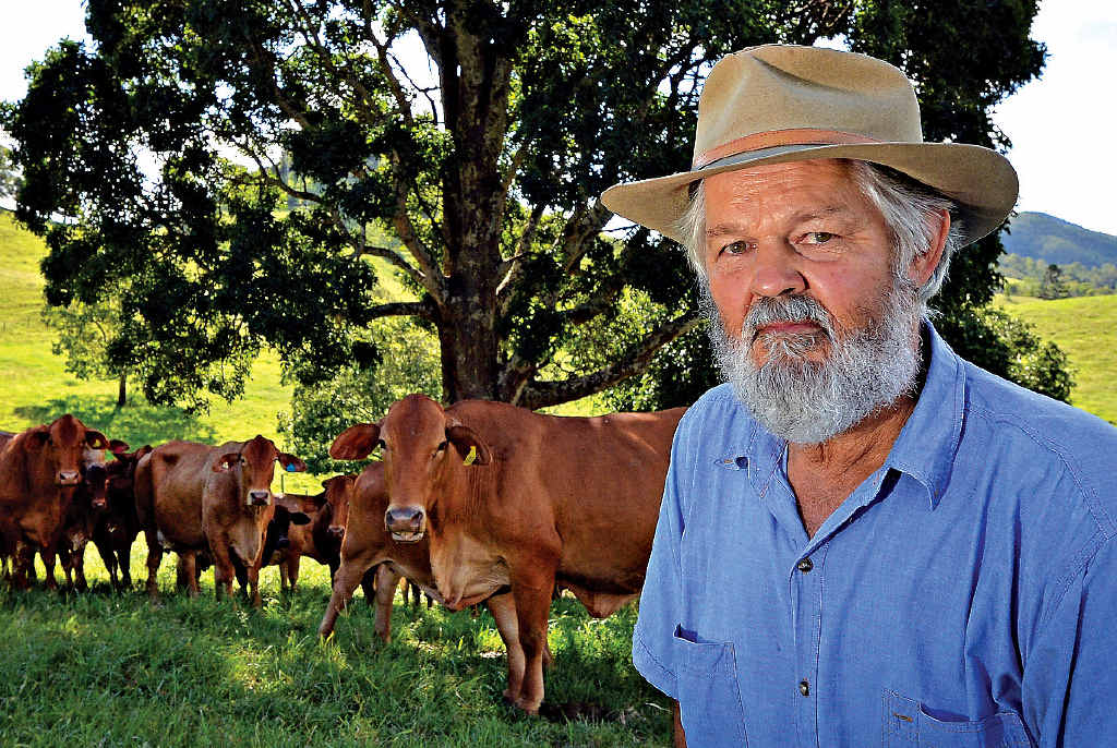 LOOKING UP: Langshaw beef producer Gary Tramacchi made the most of soaring cattle sale prices this week at the Gympie Saleyards, saying they are the best he has seen in 40 years. LOOKING UP: Langshaw beef producer Gary Tramacchi made the most of soaring cattle sale prices this week at the Gympie Saleyards, saying they are the best he has seen in 40 years.