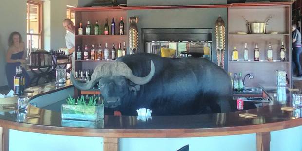 The buffalo took a swim, then had a nap, before entering the bar area. Photo / Facebook, Hlosi Game Lodge The buffalo took a swim, then had a nap, before entering the bar area. Photo / Facebook, Hlosi Game Lodge
