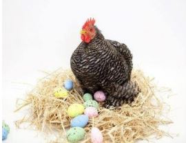 Come along to our RSPCA Easter Markets