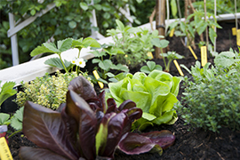 Seasonal Gardening Seasonal Gardening