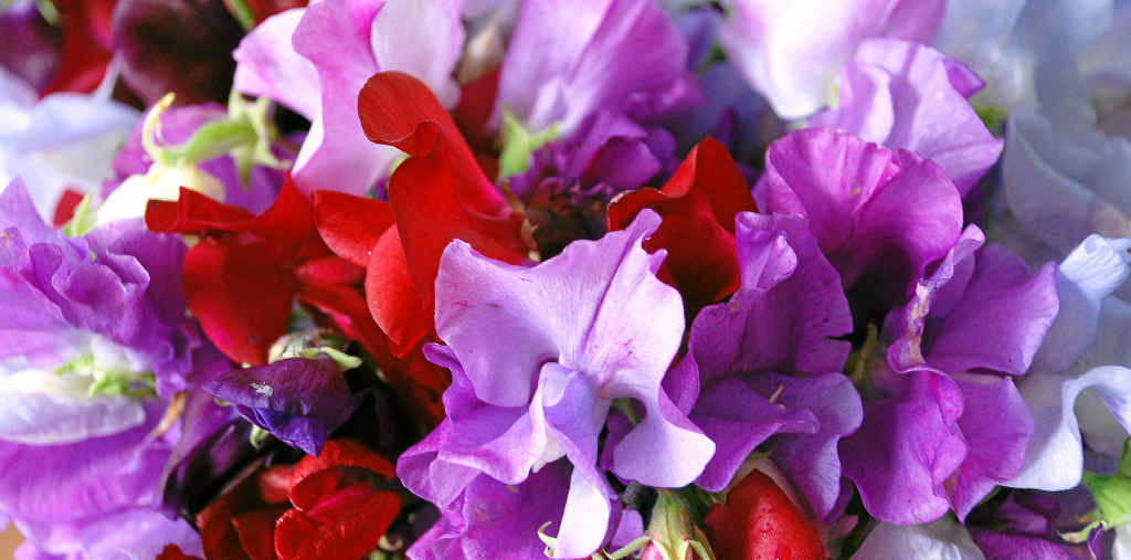 Sweet pea flower colours vary from white and cream through pinks and crimsons to blues and purples, but not yellow. Sweet pea flower colours vary from white and cream through pinks and crimsons to blues and purples, but not yellow.