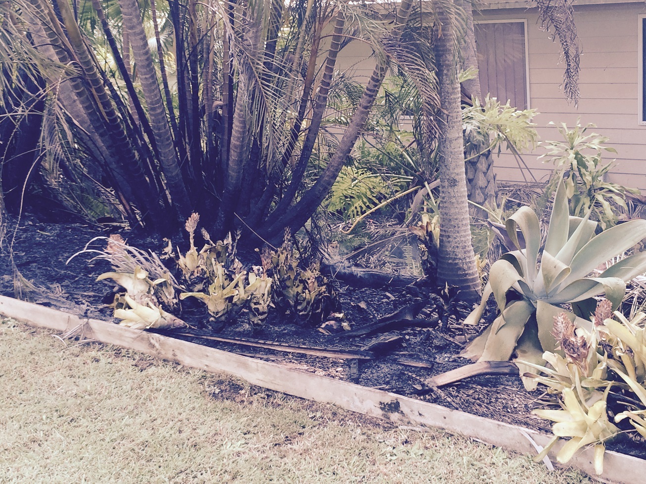 A garden damaged in an alleged arson attack at Beerwah A garden damaged in an alleged arson attack at Beerwah
