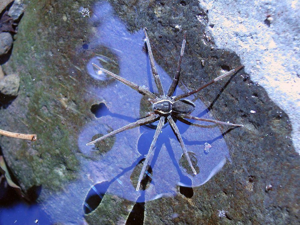 Dolomedes briangreenei, the newly-discovered spider - Queensland Museum Dolomedes briangreenei, the newly-discovered spider - Queensland Museum