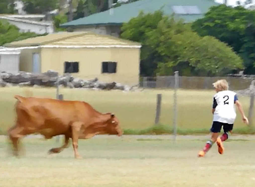 GET A MOOVE ON: A steer chases a junior football player at Granville on Saturday. Neither were hurt. GET A MOOVE ON: A steer chases a junior football player at Granville on Saturday. Neither were hurt.