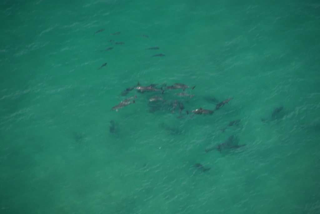 BIRD'S EYE VIEW: Peter and Anita Ostenfeld have captured what they believe to be a school of sharks swimming alongside a pod of dolphins at Brooms Head on Saturday morning. BIRD'S EYE VIEW: Peter and Anita Ostenfeld have captured what they believe to be a school of sharks swimming alongside a pod of dolphins at Brooms Head on Saturday morning.