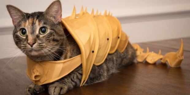 This moggy is ready for battle. This moggy is ready for battle.
