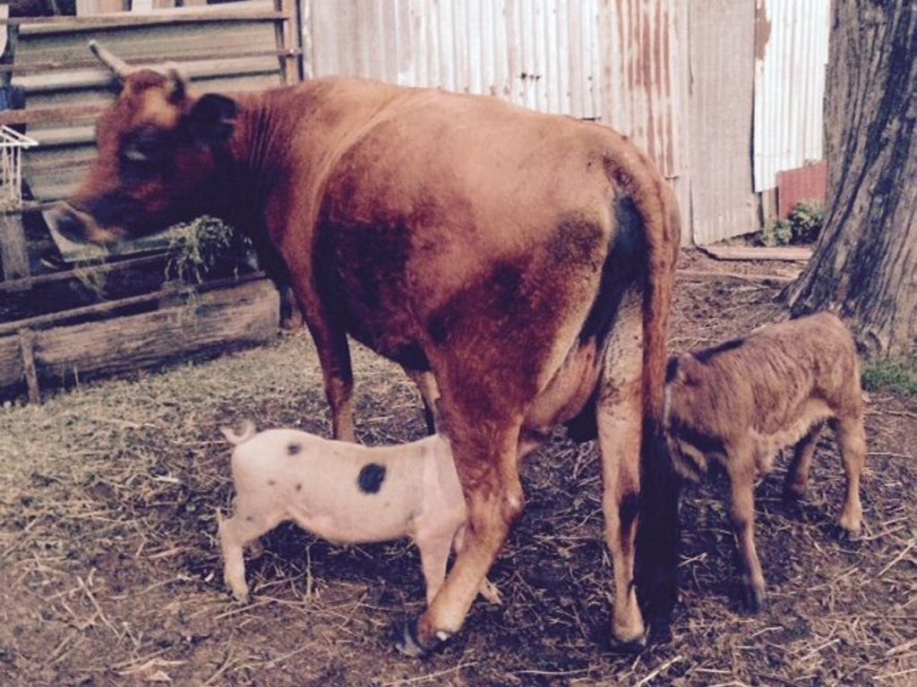 The milk bar is open to all sorts at Amamoor Creek. The milk bar is open to all sorts at Amamoor Creek.